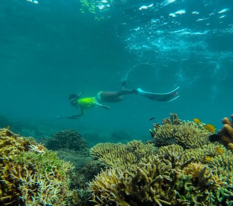 Eksotisme Surga Bawah Laut Jawa Timur, Rumah Terumbu Karang dan Anemon Laut yang Bikin Betah Penyelam