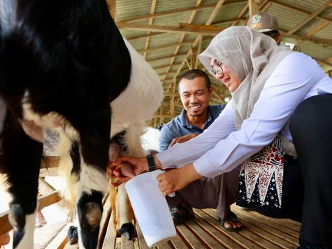 Dulunya Buruh Migran Taiwan, Pria Asal Banyuwangi Kini Sukses Jadi Bos Susu Kambing Beromzet Rp16 Juta Per Minggu