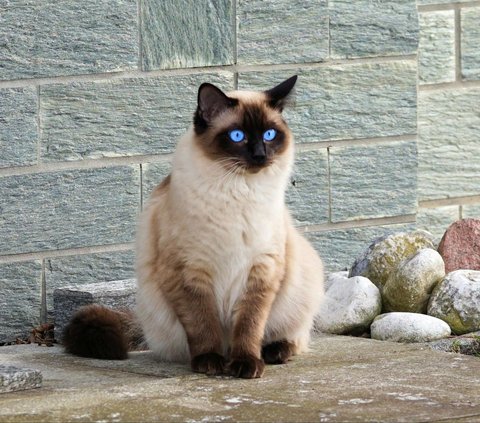 10 Most Beautiful Cat Breeds in the World According to A-Z Animals, Is Your Favorite Breed Here?