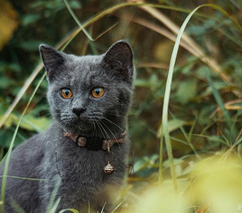 10 Jenis Kucing Tercantik di Dunia Versi A-Z Animals, Apakah Anabul Kesayanganmu Termasuk?