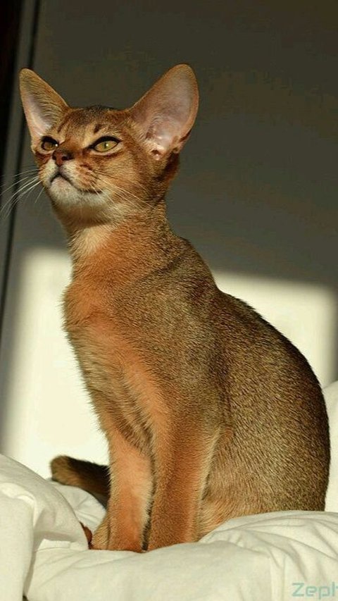 <b>Kucing Ras Abyssinia</b><br>