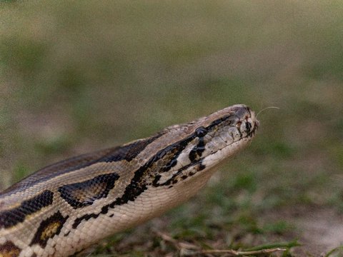 Want to Buy Medicine, Woman in Luwu Killed by Python