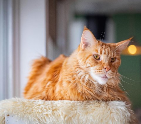 10 Jenis Kucing Tercantik di Dunia Versi A-Z Animals, Apakah Anabul Kesayanganmu Termasuk?