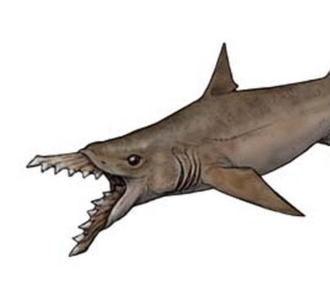 Hiu purba ini memiliki bentuk yang aneh dan menyeramkan.