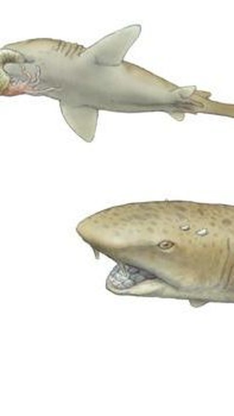 <b>Ptychodus Shark</b><br>