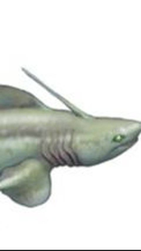 <b>Xenacanthus Shark</b><br>