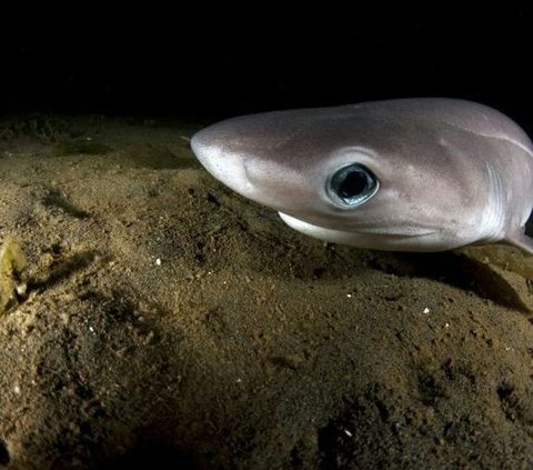 Hiu yang hidup di laut dalam ini memiliki bentuk yang mengerikan.