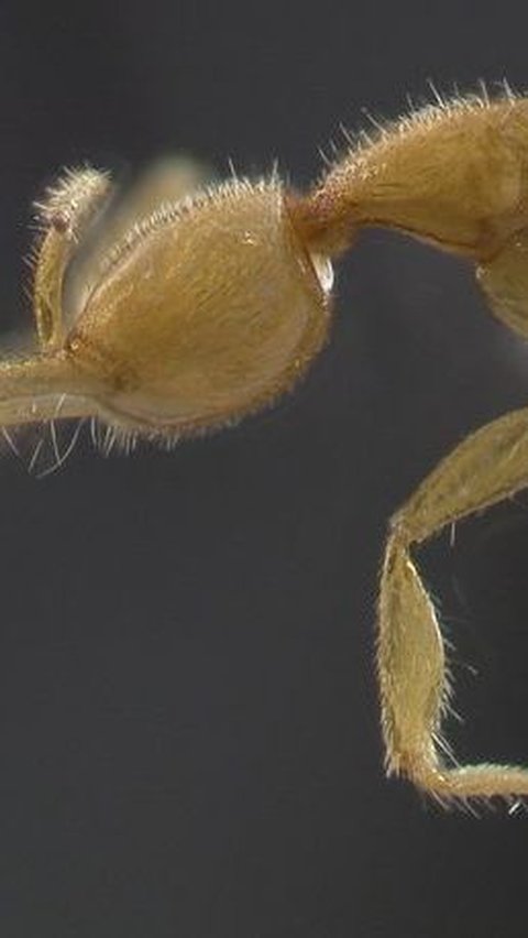 Ant Martialis Heureka: A Species Aged 120 Million Years