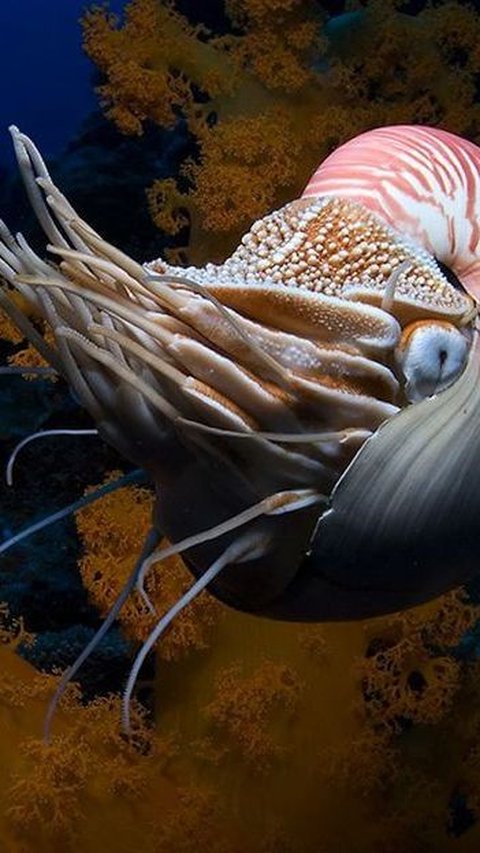 <b>Nautilus: Spesies yang Hidup Selama 480 Juta Tahun</b><br>