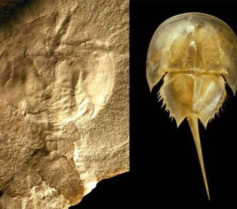 13 Ancient Animals Still Alive on Earth Today