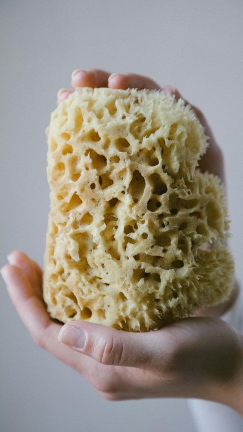 <b>Sponges: Spesies Tertua yang Hidup Selama 600 Juta Tahun</b><br>