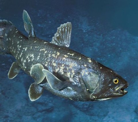 Hewan purba yang masih hidup di bumi dan sudah berusia ratusan tahun.