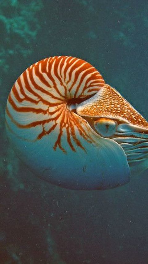 Hewan purba berusia ratusan tahun yang masih hidup hingga saat ini.