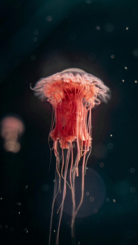 Hewan purba berusia ratusan tahun yang masih hidup hingga saat ini.