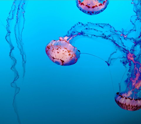 Hewan purba yang masih hidup di bumi dan sudah berusia ratusan tahun.