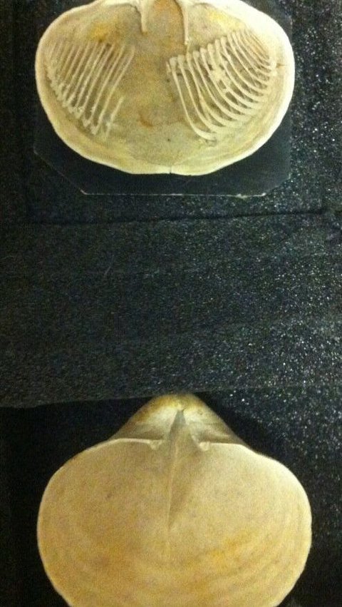 Hewan purba berusia ratusan tahun yang masih hidup hingga saat ini.