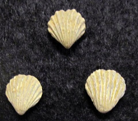 Hewan purba yang masih hidup di bumi dan sudah berusia ratusan tahun.