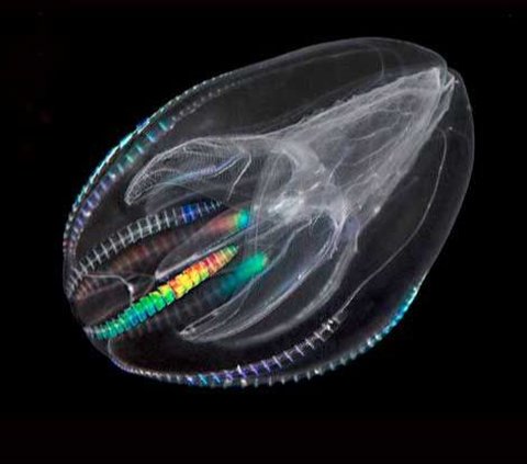 Hewan purba yang masih hidup di bumi dan sudah berusia ratusan tahun.