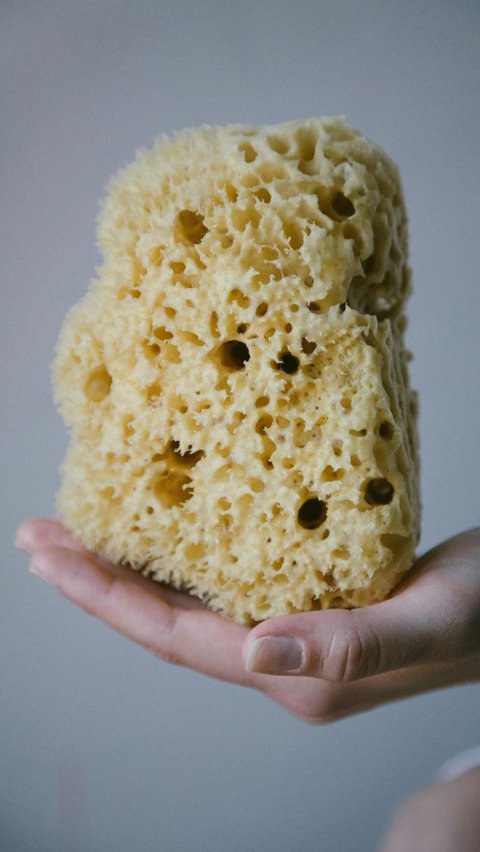 Hewan purba berusia ratusan tahun yang masih hidup hingga saat ini.