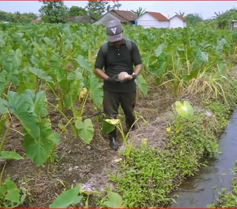 Resign dari Kerja Kontraktor di Jakarta, Pria Asal Yogya Ini Pilih Pulang Kampung Bertani Talas