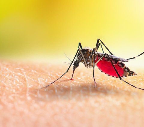 Facts About the Oropouche Virus That Panic Brazil, Symptoms Similar to Dengue Fever