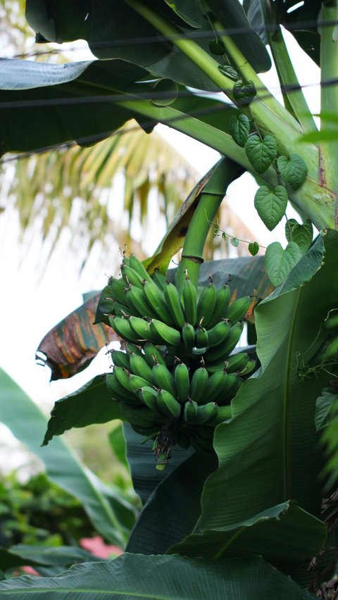 Makanan yang Tidak Boleh Dikonsumsi Bersamaan dengan Pisang