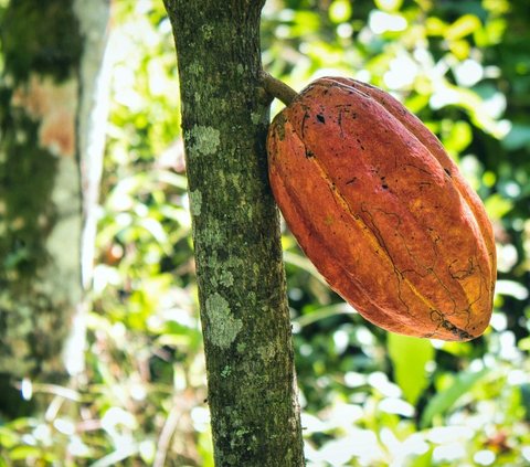 6 Manfaat Buah Kakao untuk Kecantikan, Bantu Cegah Jerawat