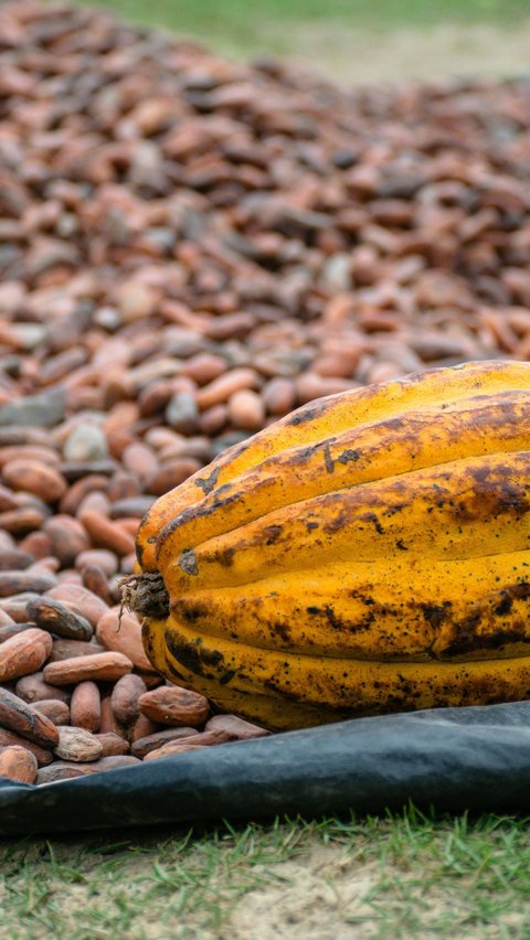 6 Manfaat Buah Kakao untuk Kecantikan, Bantu Cegah Jerawat