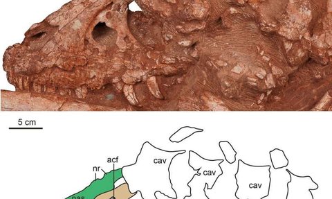 Ilmuwan Temukan Spesies Baru Dinosaurus yang Hidup 72 Juta Tahun Lalu, Panjangnya Sampai 4 Meter