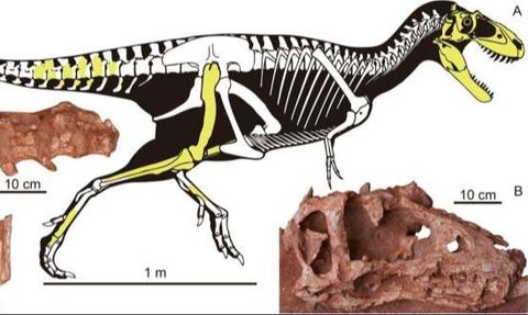 Ilmuwan Temukan Spesies Baru Dinosaurus yang Hidup 72 Juta Tahun Lalu, Panjangnya Sampai 4 Meter