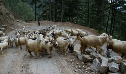 Pekerjaan Menggembala Kambing