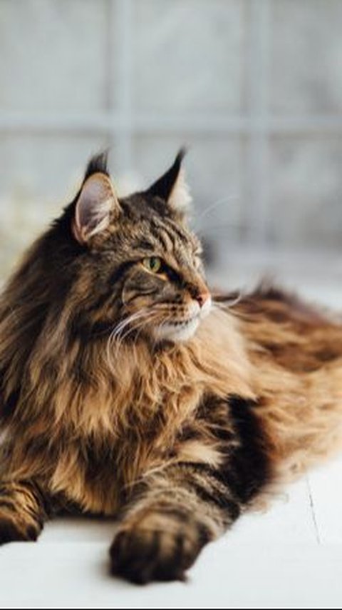 Maine Coon