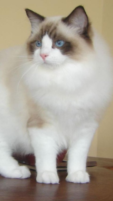 Ragdoll