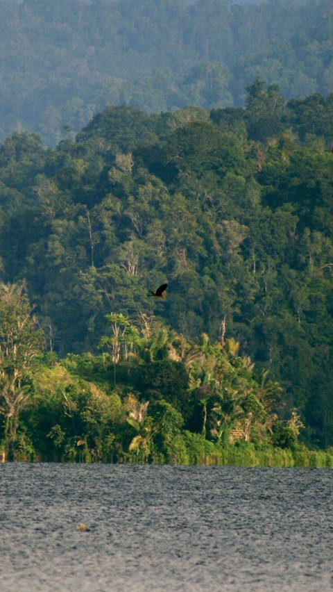 <b>Fakta Menarik Taman Nasional Lore Lindu, Ladangnya Warisan Megalitikum hingga Kekayaan Flora Fauna Langka</b><br>