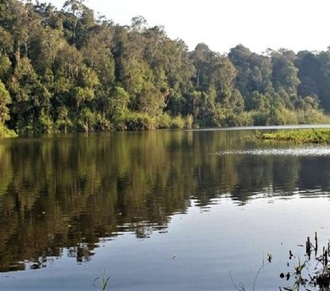 Fakta Menarik Taman Nasional Lore Lindu, Ladangnya Warisan Megalitikum hingga Kekayaan Flora Fauna Langka