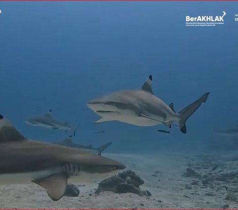 Sensasi Berwisata ke Pulau Morotai, Bisa Melihat Peninggalan Perang Dunia II hingga Renang bareng Ikan Hiu