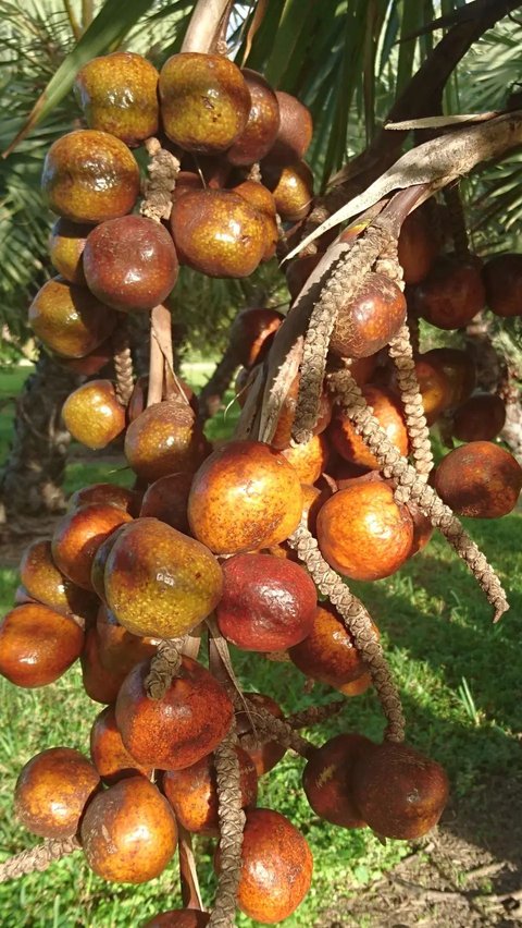 Rahasia Pohon Buah Zuriat, Ternyata Punya Manfaat Luar Biasa untuk Kesehatan<br>