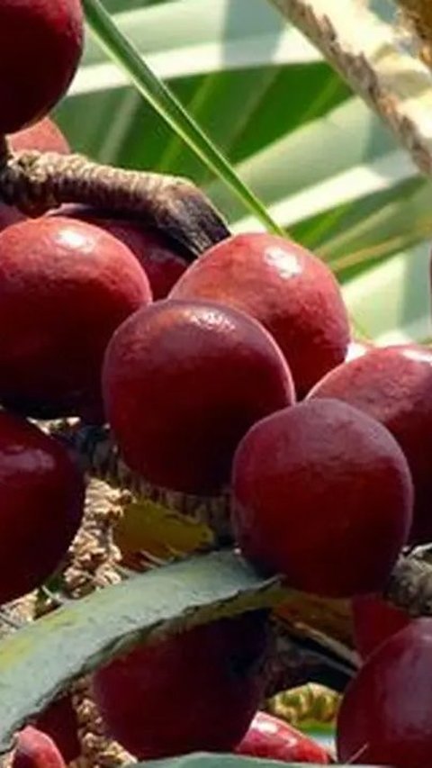 Pohon Buah Zuriat <br>