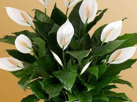 Peace Lily (Spathiphyllum)<br>