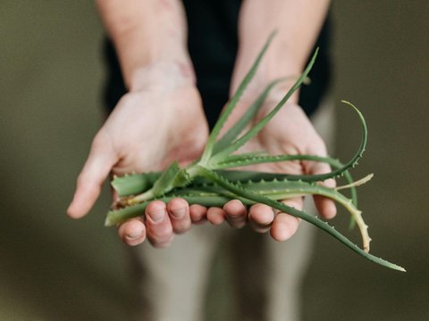 Aloe Vera<br>