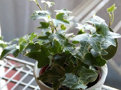 English Ivy (Hedera helix)<br>