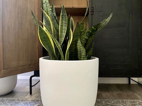 Snake Plant (Dracaena trifasciata)<br>