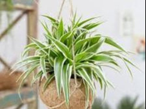 Spider Plant (Chlorophytum comosum)<br>