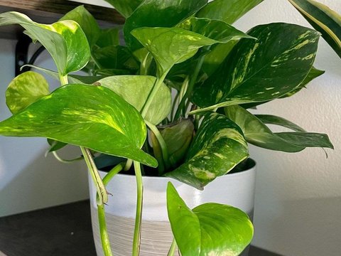 Golden Pothos (Epipremnum aureum)<br>