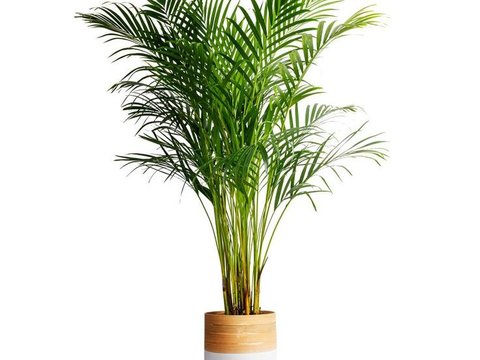 Bamboo Palm (Chamaedorea seifrizii)<br>