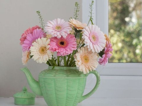 Gerbera Daisy (Gerbera jamesonii)<br>