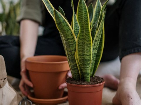 Lidah Mertua (Sansevieria)<br>