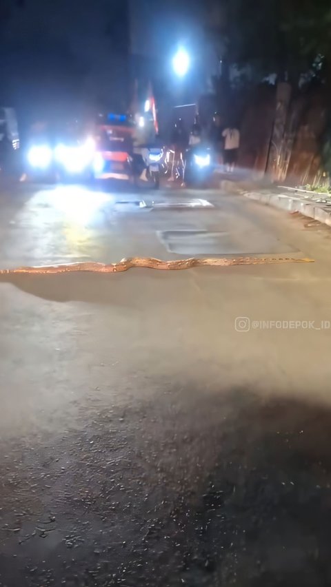 Chilling! Viral Video of a 3-Meter Python Calmly Crossing the Road in Depok Causes Traffic Jam