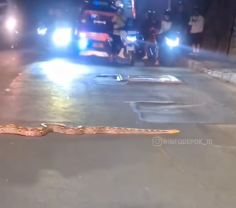 Chilling! Viral Video of a 3-Meter Python Calmly Crossing the Road in Depok Causes Traffic Jam