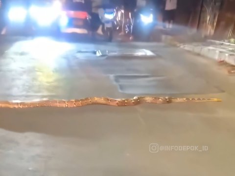 Chilling! Viral Video of a 3-Meter Python Calmly Crossing the Road in Depok Causes Traffic Jam